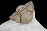 Detailed, Long Kainops Trilobite - Oklahoma #95714-3
